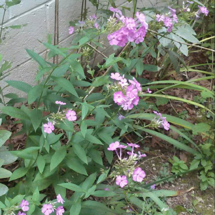 plant image 212338 plant image 212338