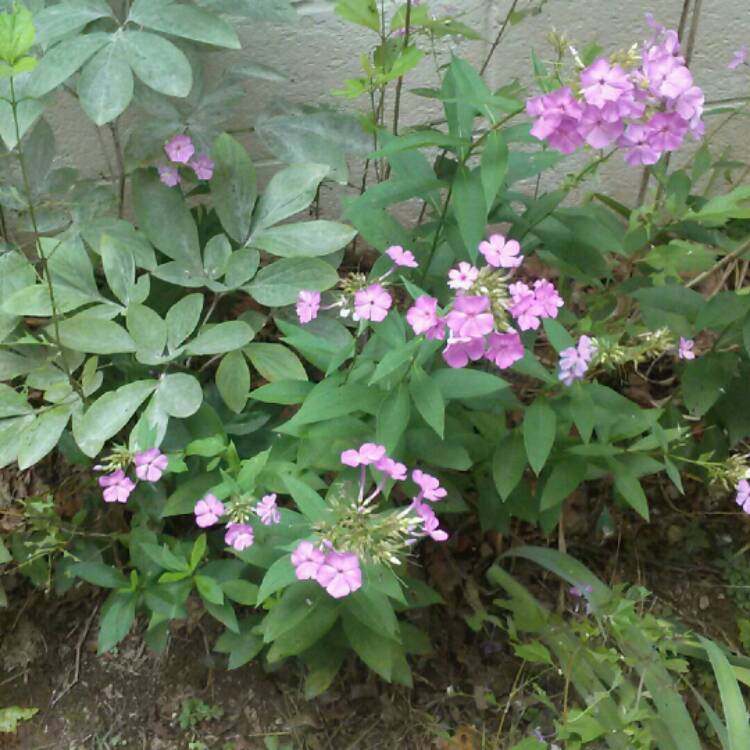 plant image 213185 plant image 213185