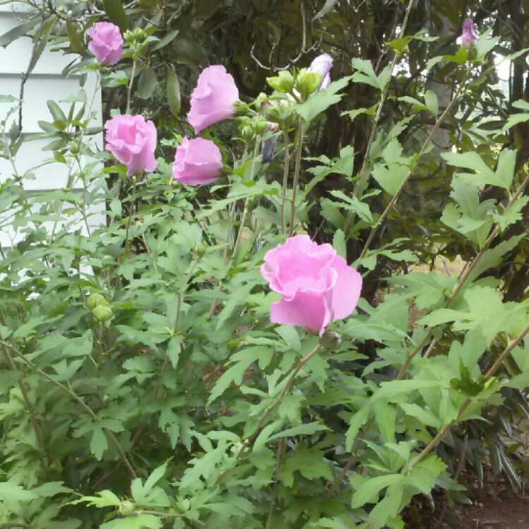 plant image 213220 plant image 213220