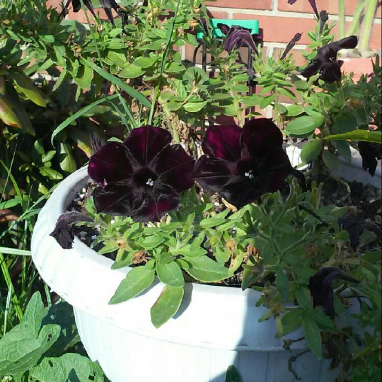 plant image 215867 plant image 215867