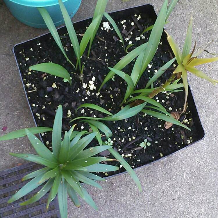 plant image 215870 plant image 215870