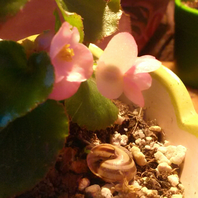 plant image 217434