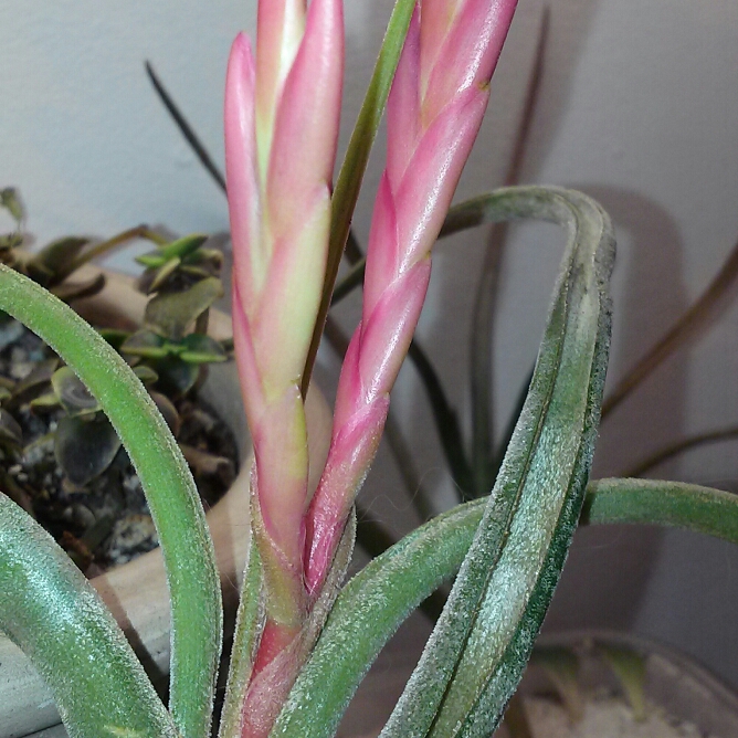 plant image 217447 plant image 217447