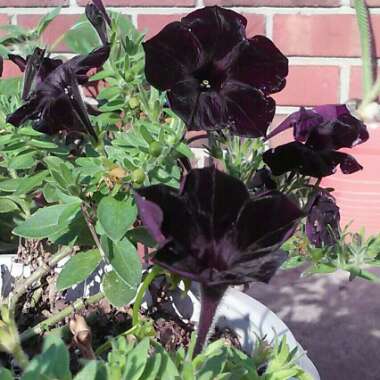 Petunia 'Sweetunia Black Satin'
