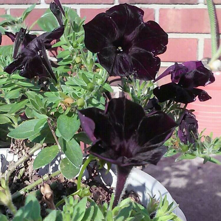 plant image 223333 plant image 223333