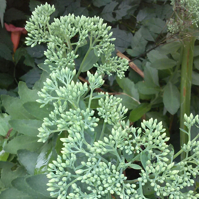 plant image 225256