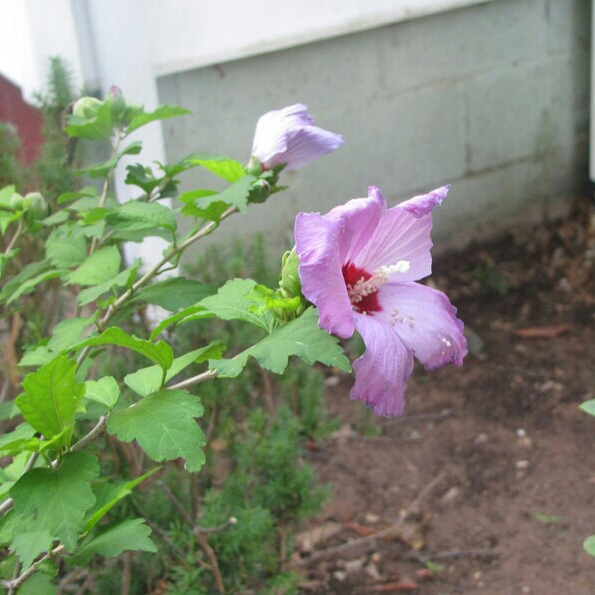plant image 226157 plant image 226157