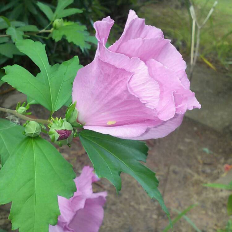 plant image 226160 plant image 226160