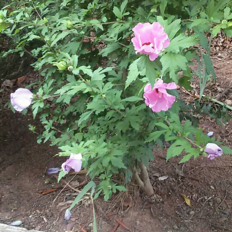 plant image 226163 plant image 226163