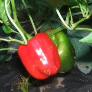 Capsicum annuum