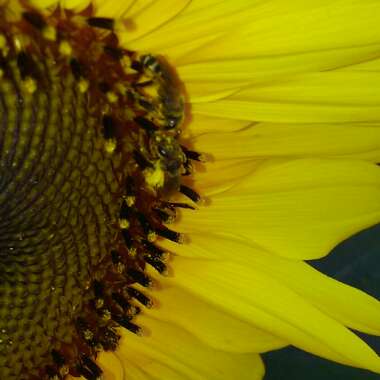 Helianthus annuus