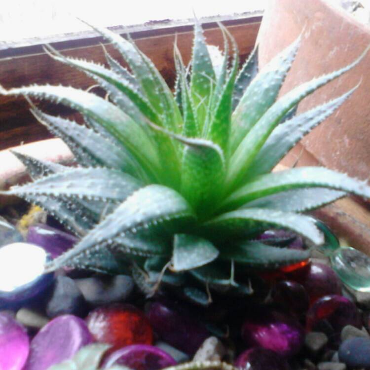 plant image 239820 plant image 239820