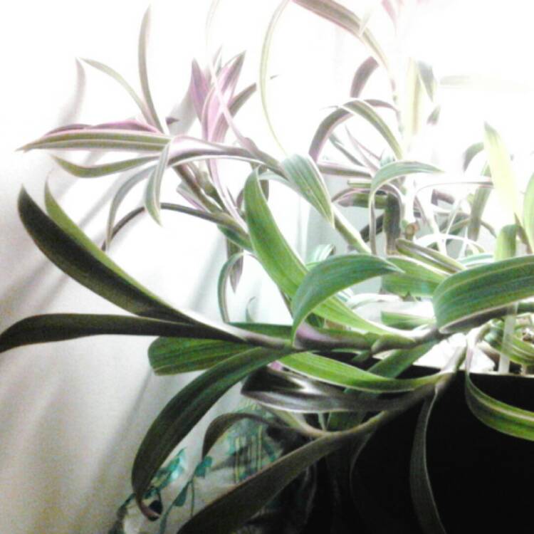 plant image 239822