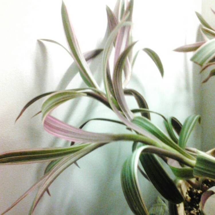 plant image 239837