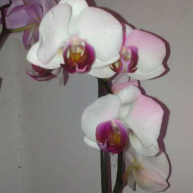 Phalaenopsis