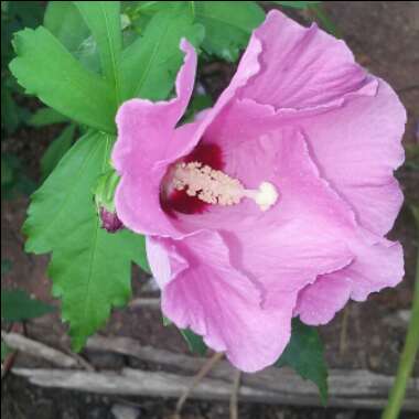Hibiscus syriacus