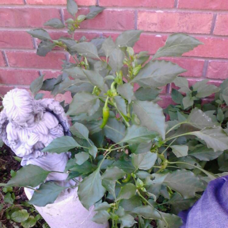 plant image 241389 plant image 241389