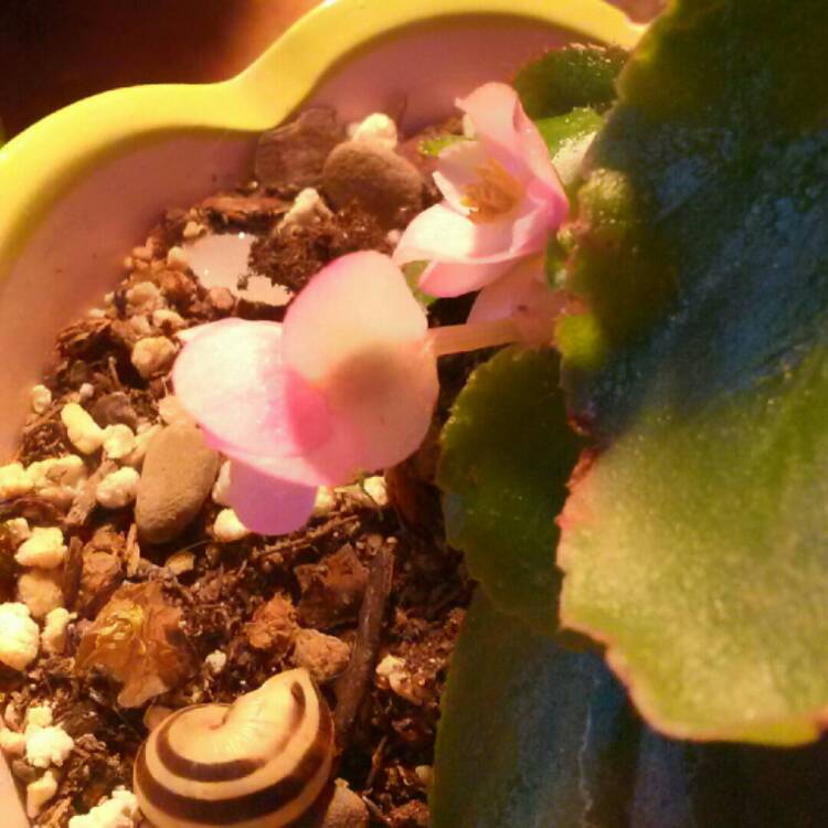 plant image 241409