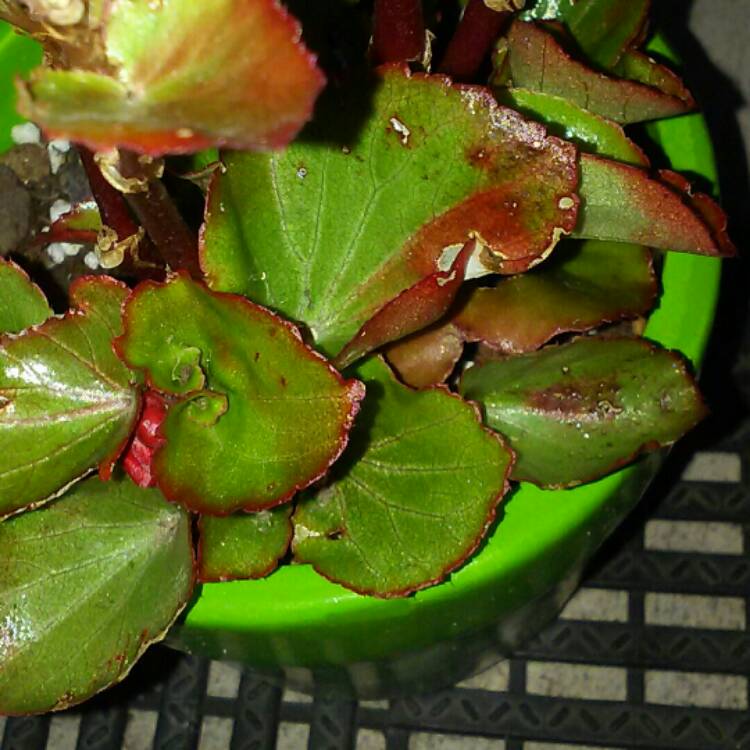 plant image 241410 plant image 241410