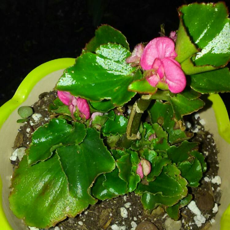 plant image 241413