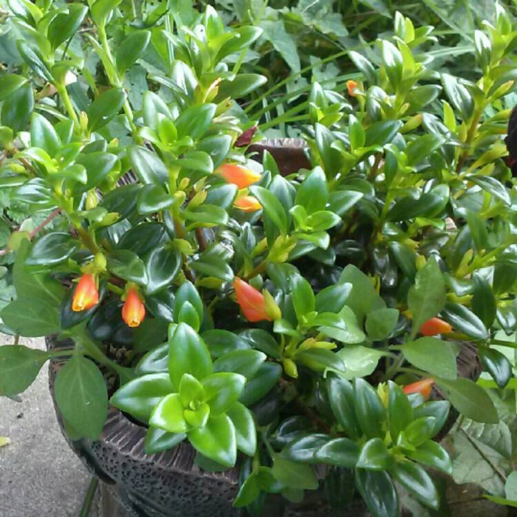 plant image 241427 plant image 241427