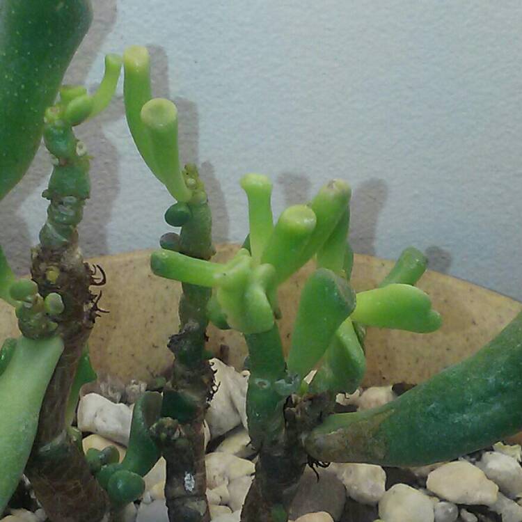 Plant image Crassula ovata 'Gollum'