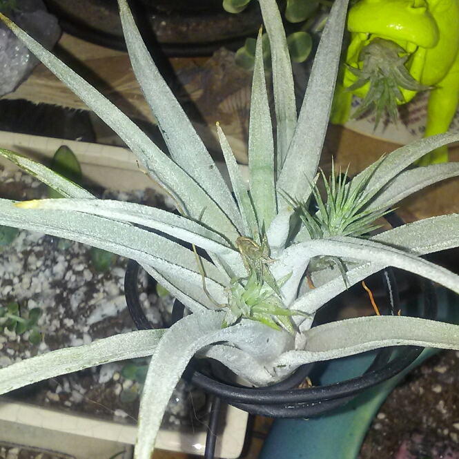 plant image 245183