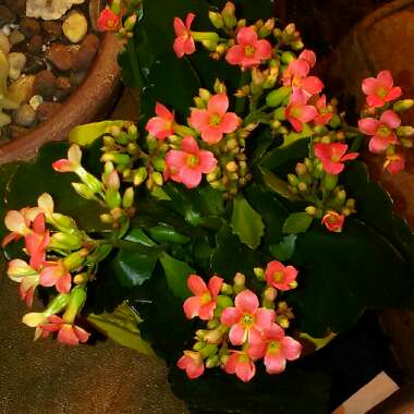 Kalanchoe Blossfeldiana