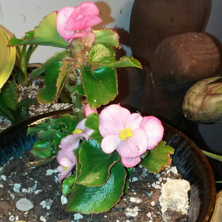 plant image 250346