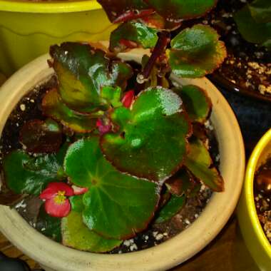 Begonia