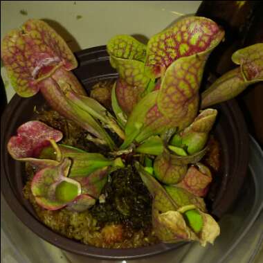 Sarracenia Purpurea