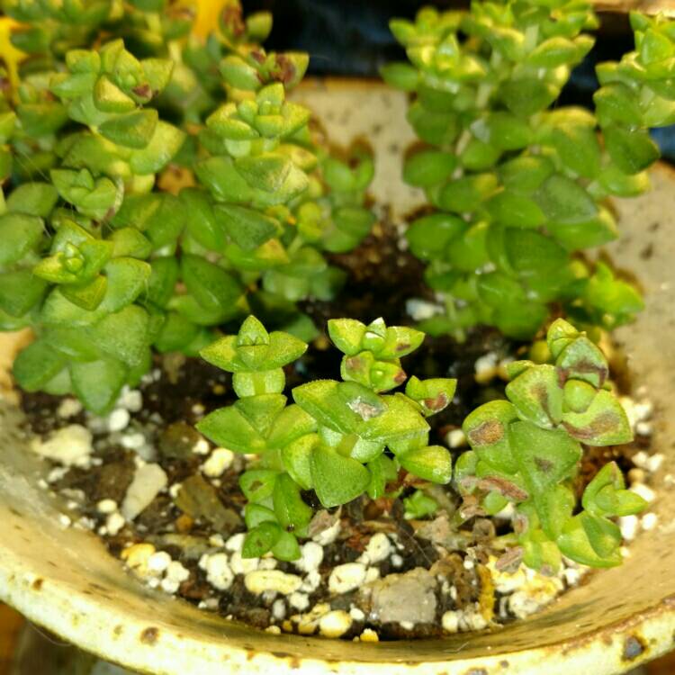 plant image 263340 plant image 263340