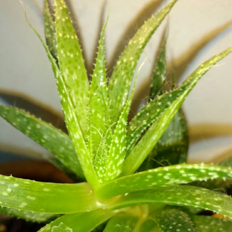 plant image 263343 plant image 263343