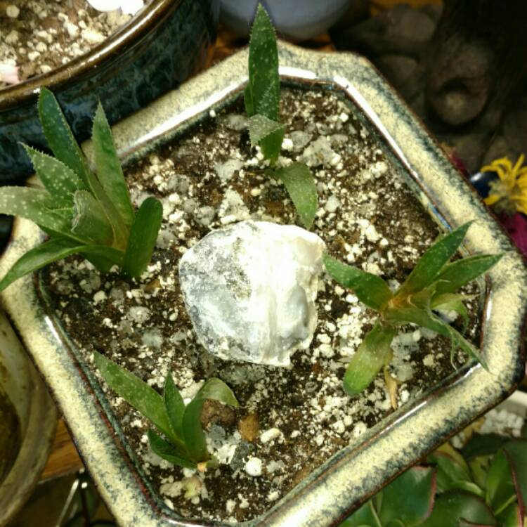 plant image 263345 plant image 263345