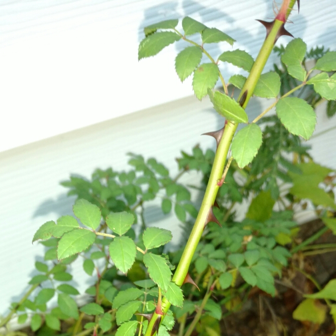 plant image 264721