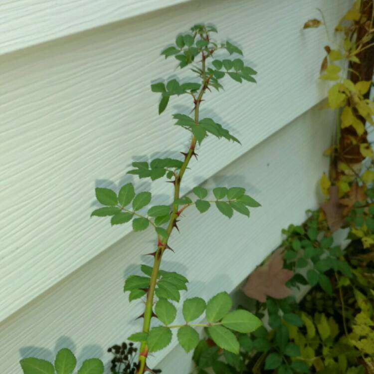 plant image 264731