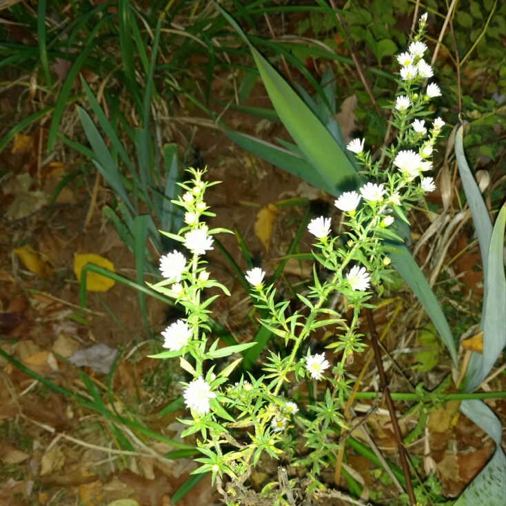 plant image 264735