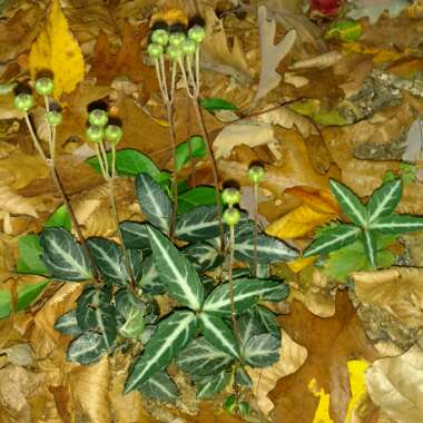 Chimaphila umbellata