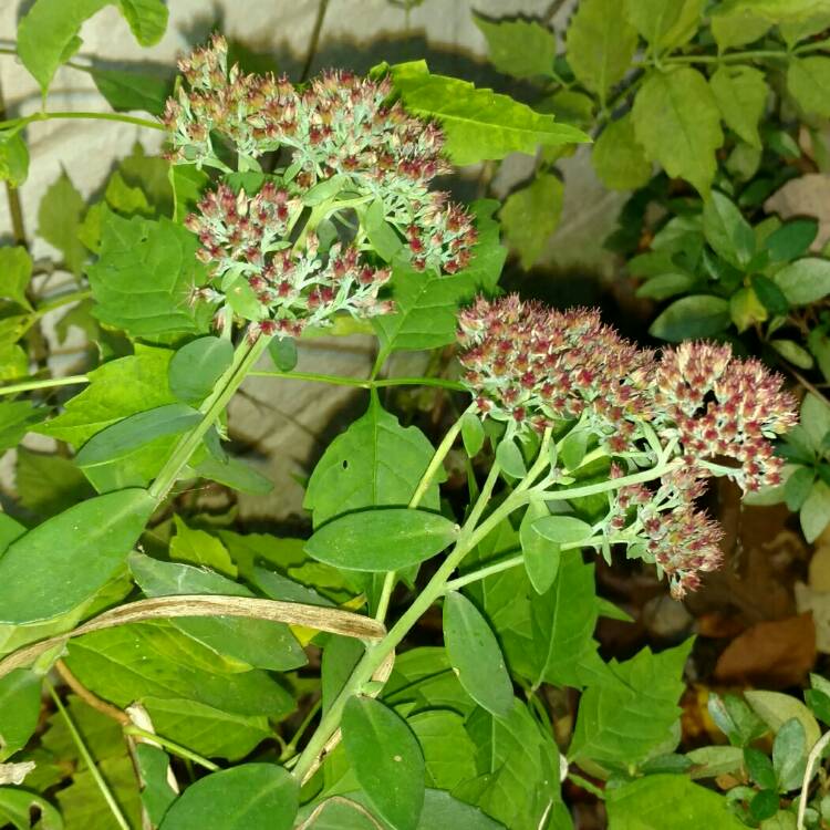 plant image 268709