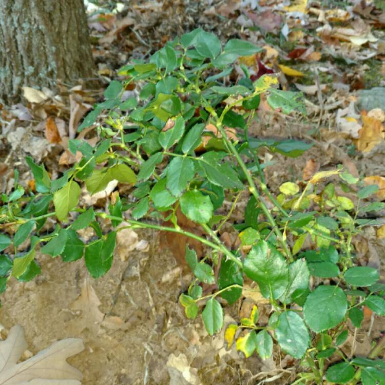 plant image 268746 plant image 268746