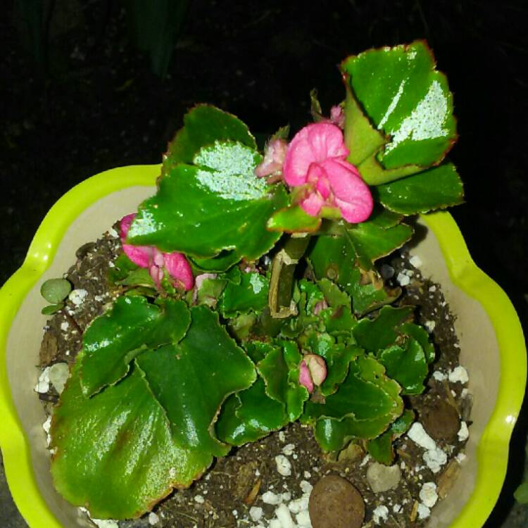 plant image 270110