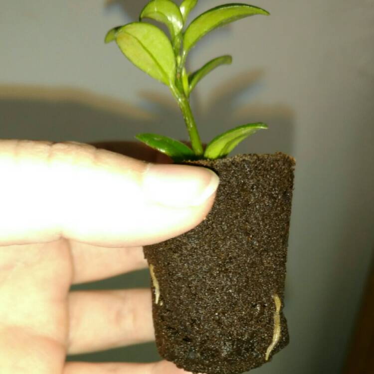 plant image 272604 plant image 272604