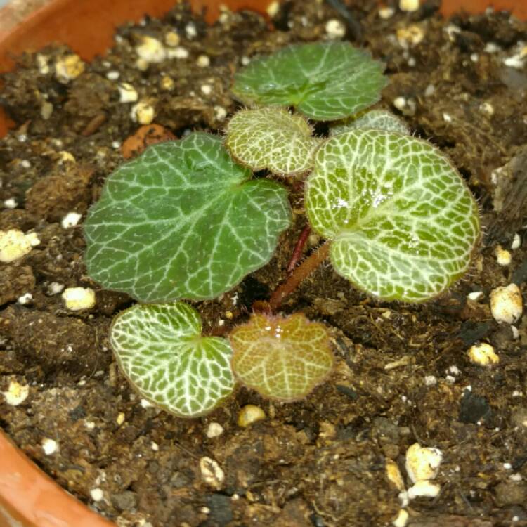 plant image 276389 plant image 276389