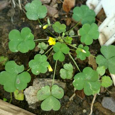 Oxalis stricta