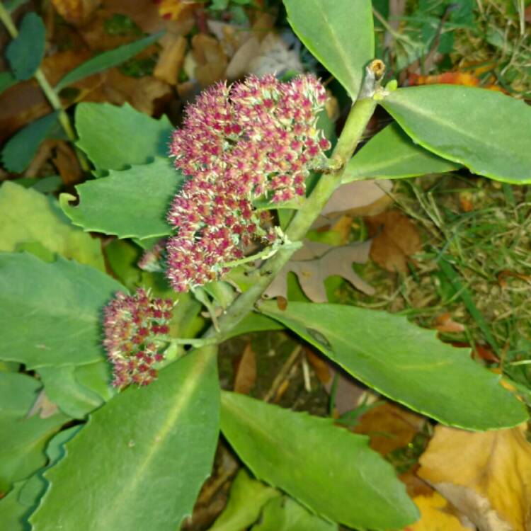 plant image 280593