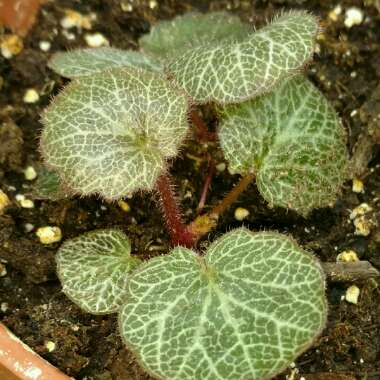 Saxifraga stolonifera