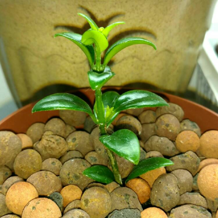 plant image 281479 plant image 281479