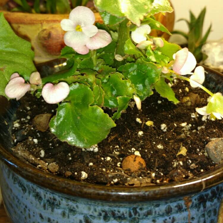 plant image 281752