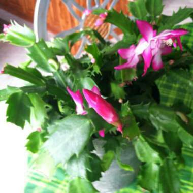 Schlumbergera truncata