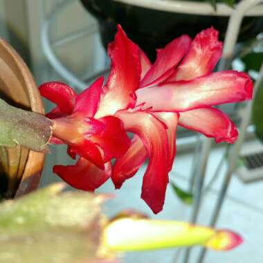 Schlumbergera truncata
